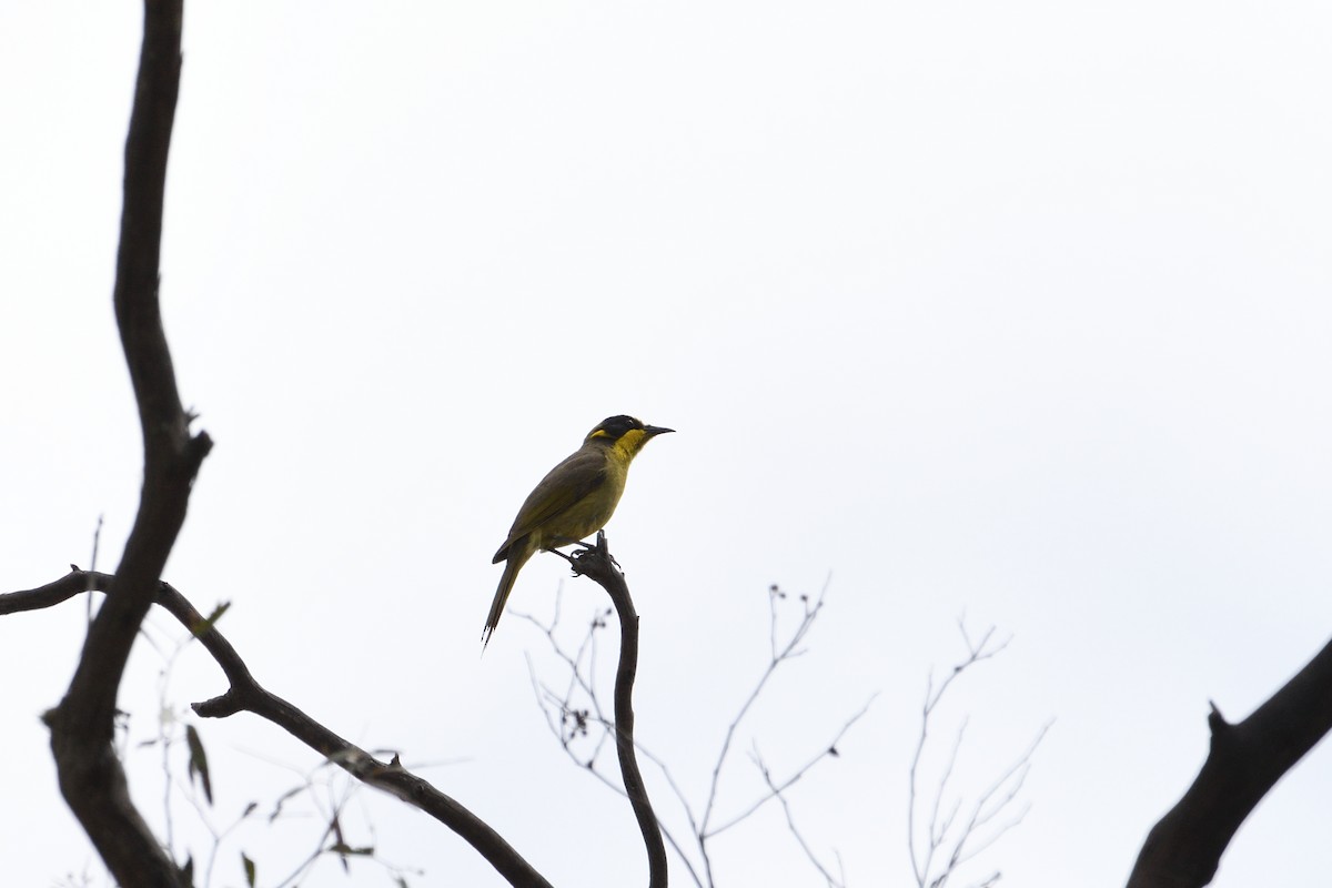 Yellow-tufted Honeyeater - ML280345441