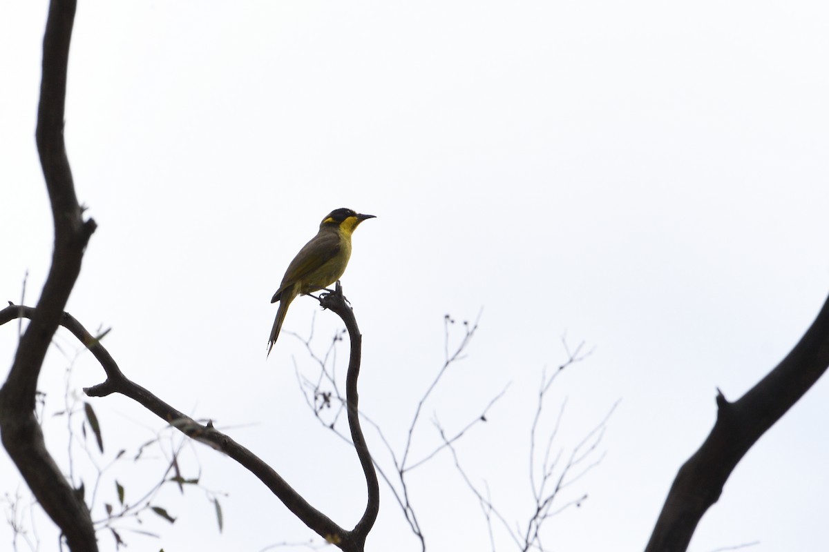 Yellow-tufted Honeyeater - ML280345461