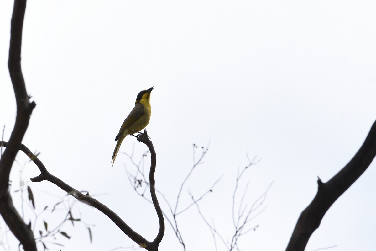 Yellow-tufted Honeyeater - ML280345471