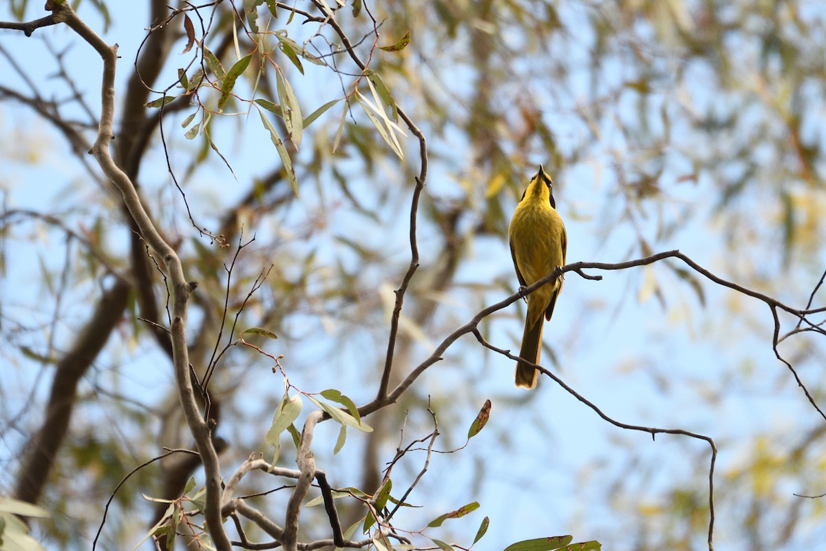 Yellow-tufted Honeyeater - ML280345491