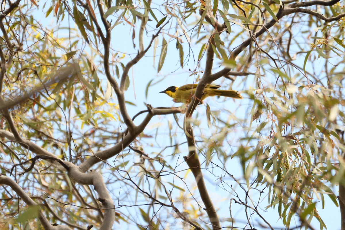 Yellow-tufted Honeyeater - ML280345501