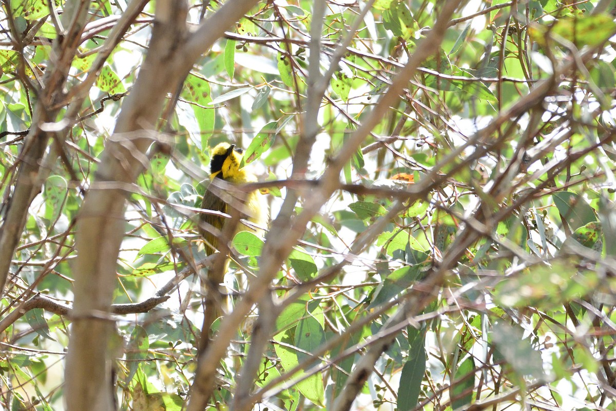 Yellow-tufted Honeyeater - ML280345581