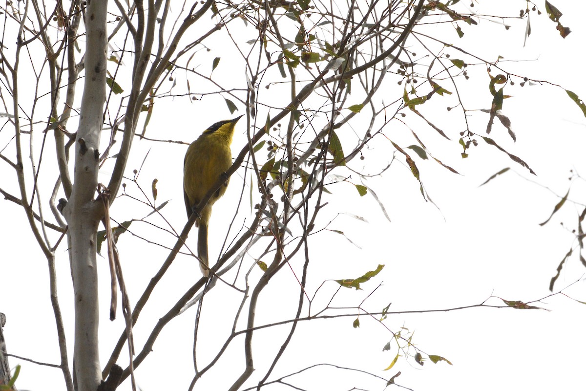 Yellow-tufted Honeyeater - ML280345601