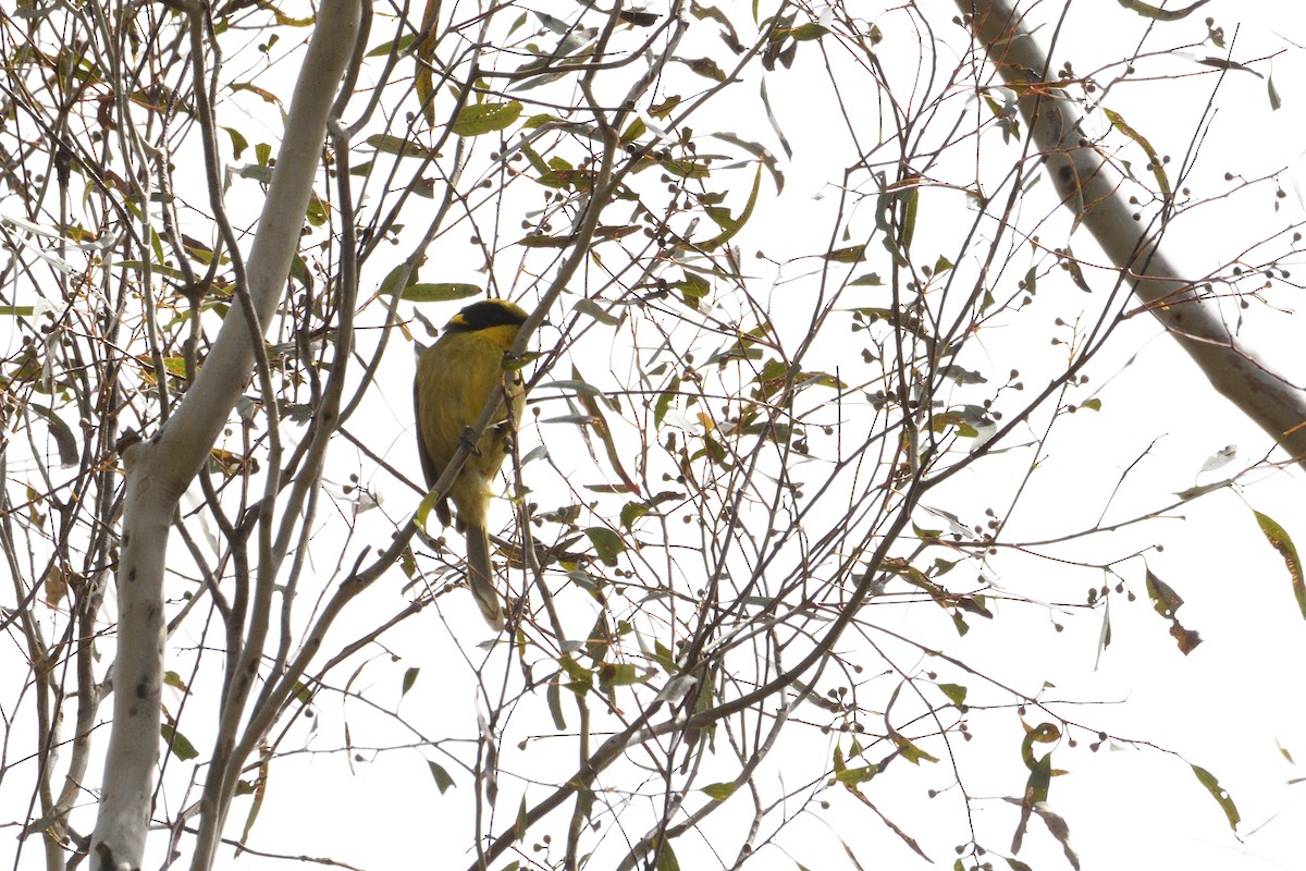 Yellow-tufted Honeyeater - ML280345631