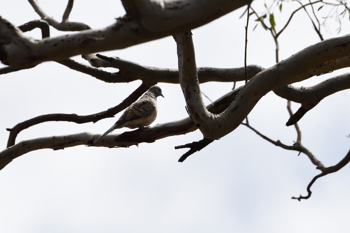Peaceful Dove - ML280345671