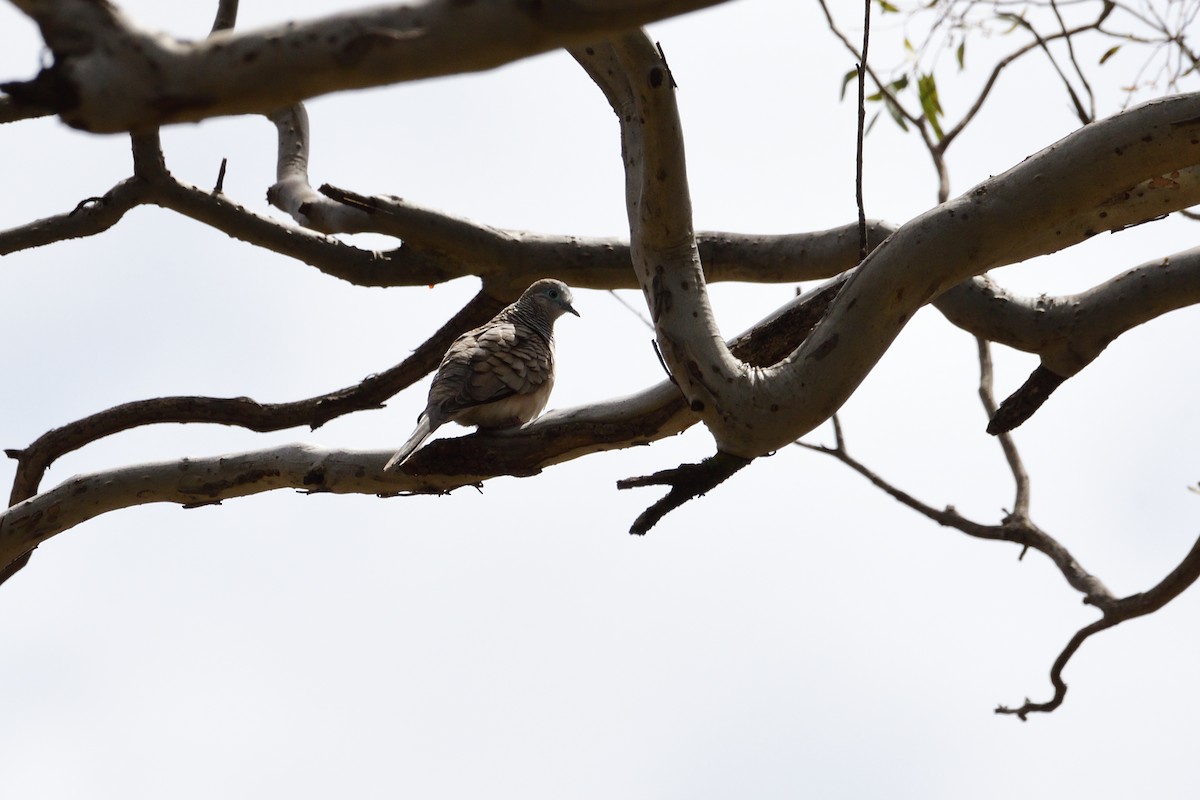 Peaceful Dove - ML280345691