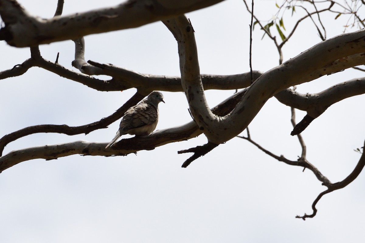 Peaceful Dove - ML280345701
