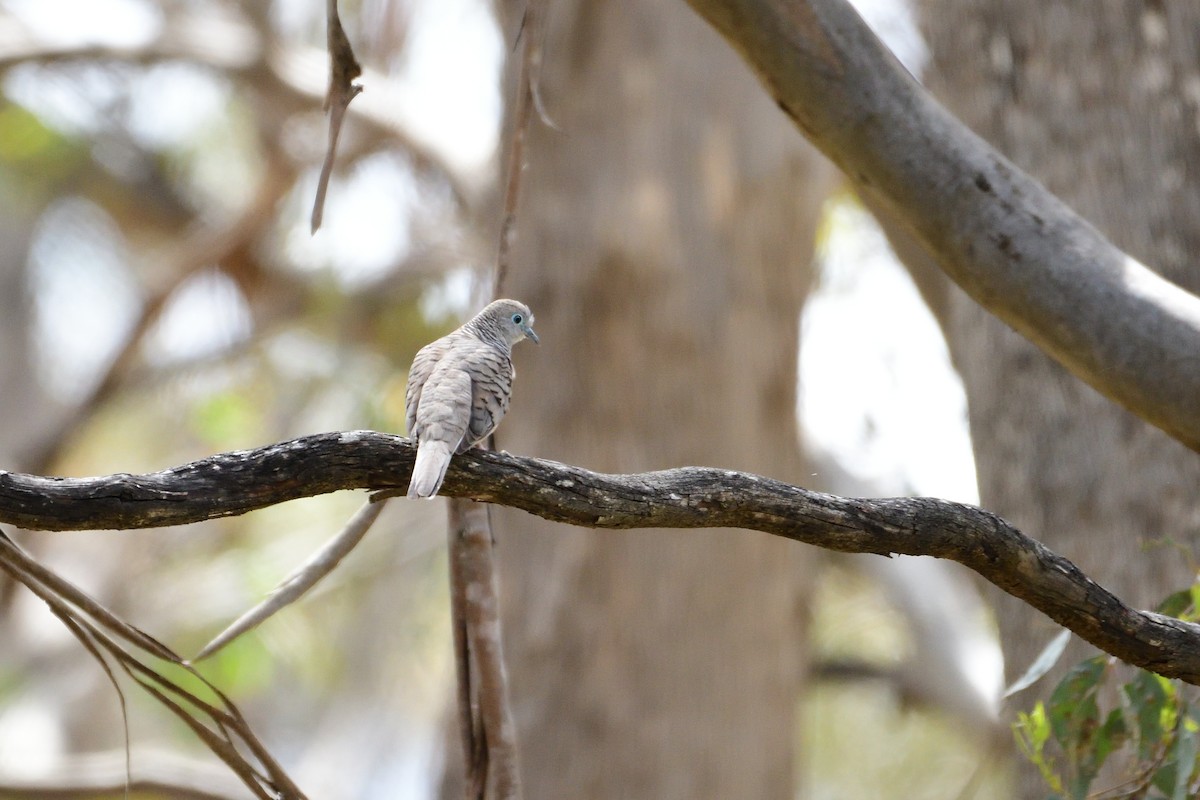 Peaceful Dove - ML280345711