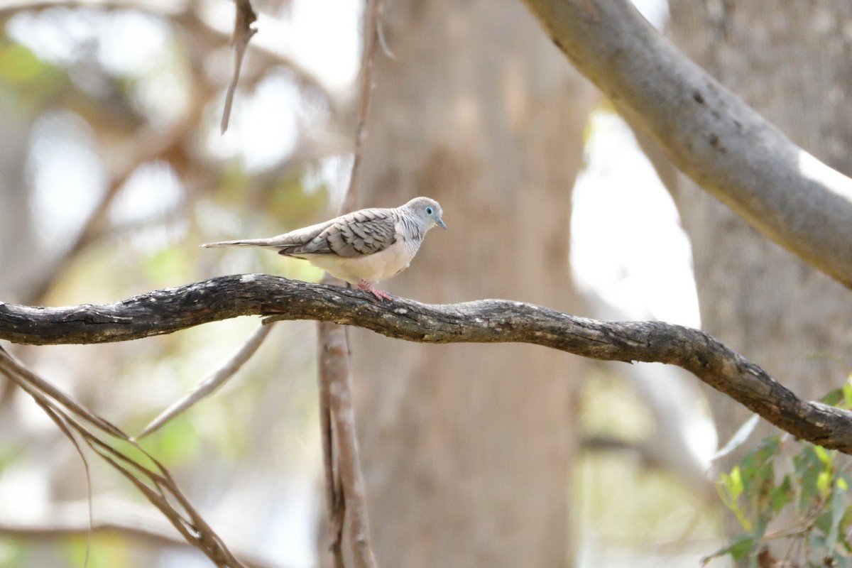Peaceful Dove - ML280345721