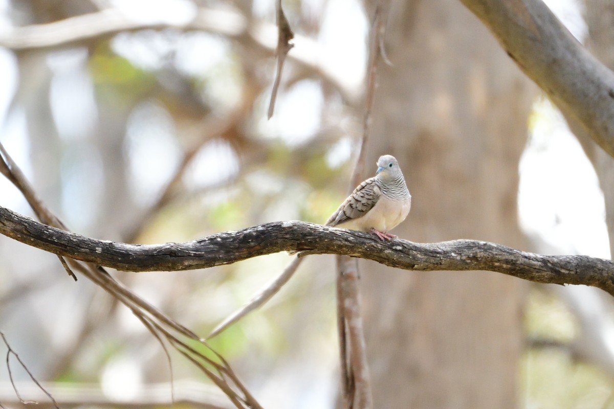 Peaceful Dove - ML280345731