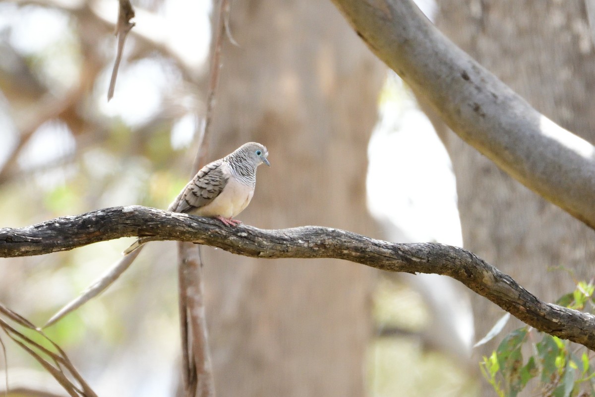 Peaceful Dove - ML280345771