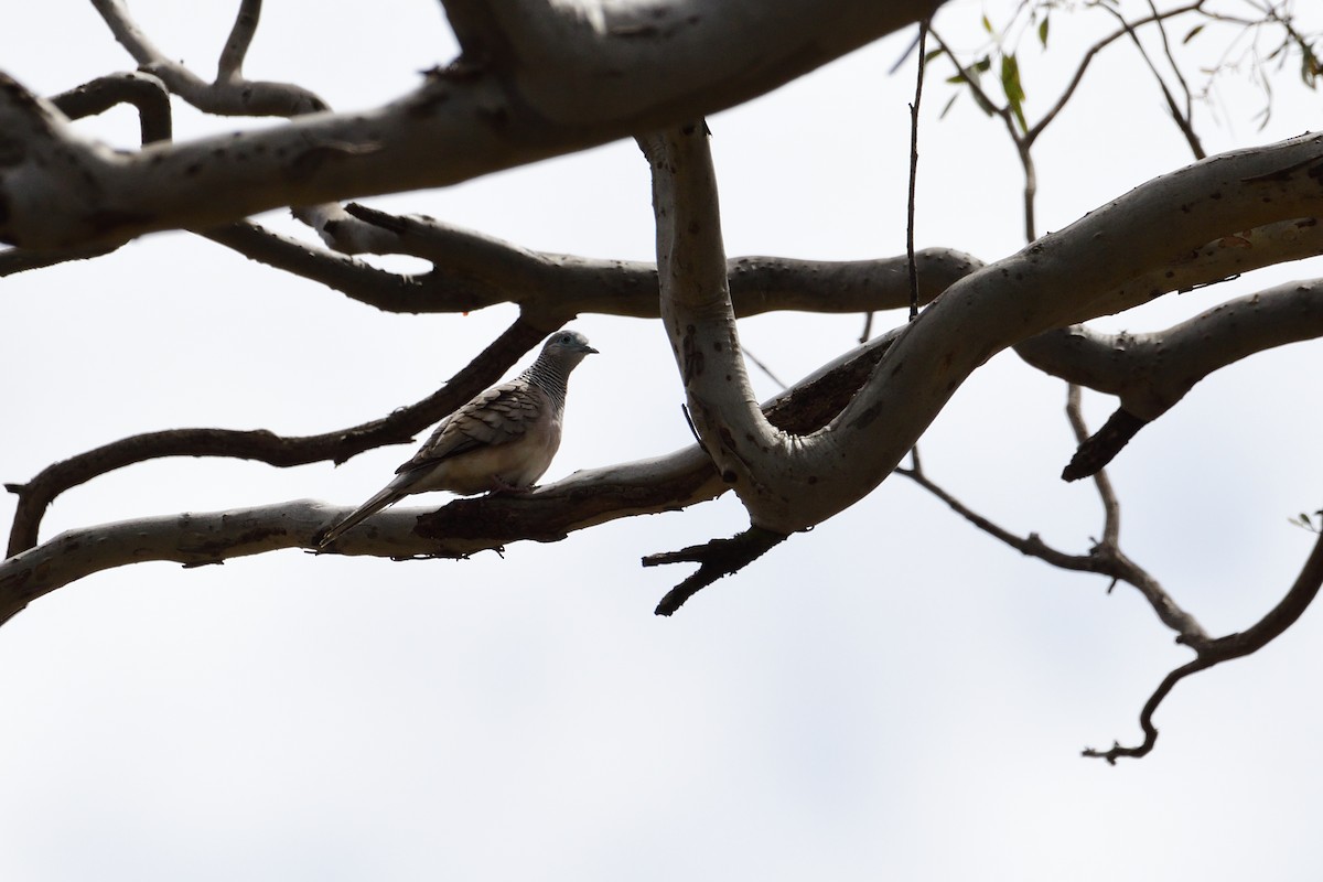 Peaceful Dove - ML280345791