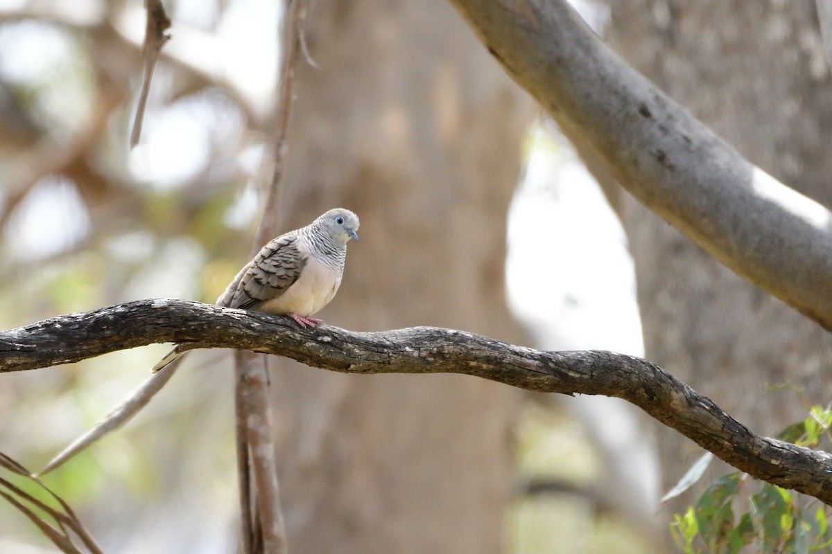 Peaceful Dove - ML280345811