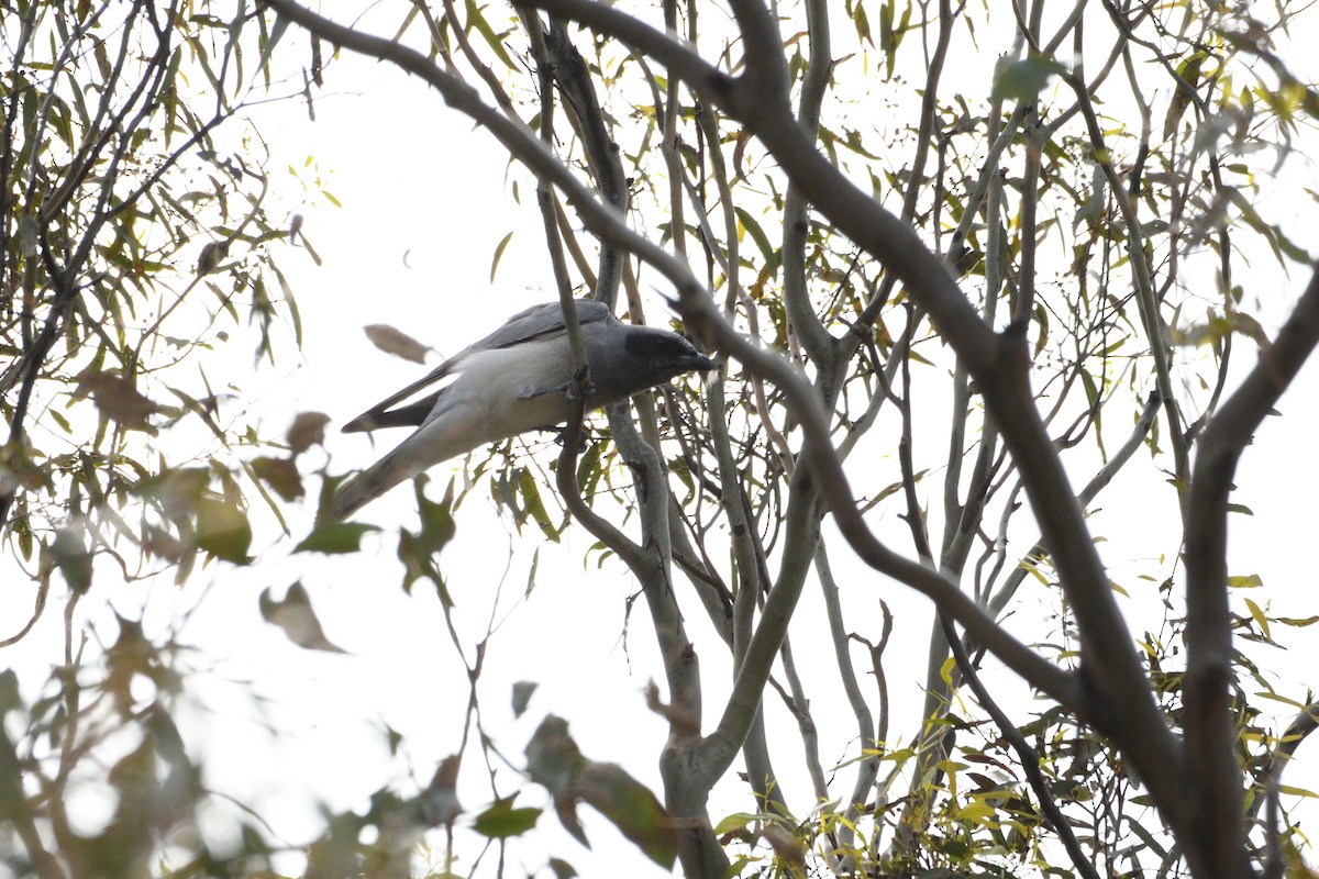 Black-faced Cuckooshrike - ML280345851