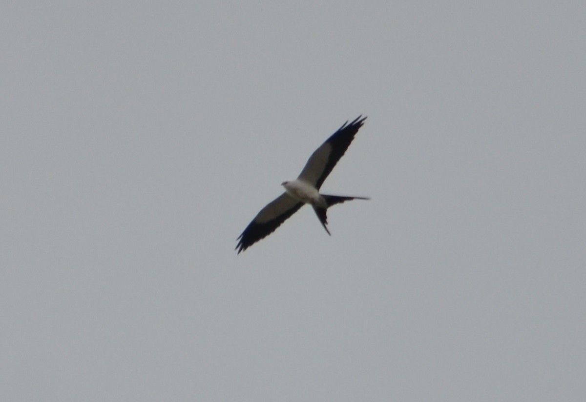 Swallow-tailed Kite - Viviana Fuentes