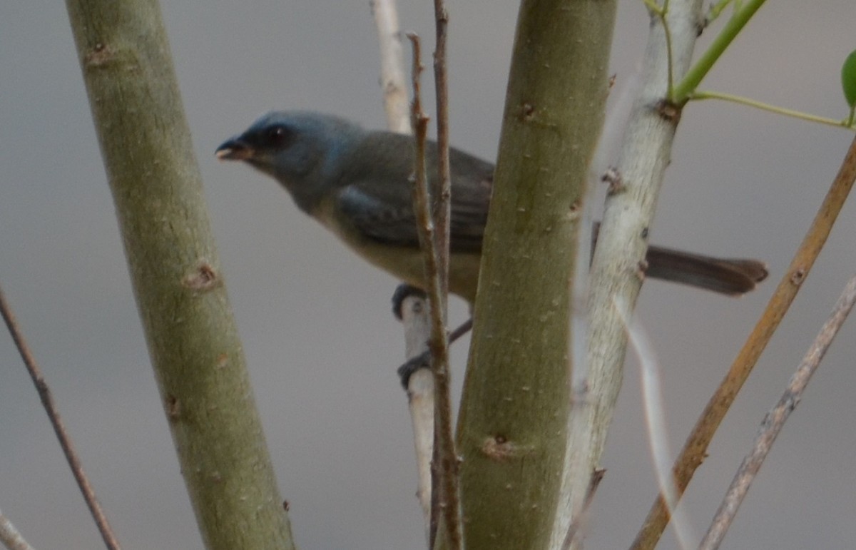 Blue-and-yellow Tanager - Viviana Fuentes