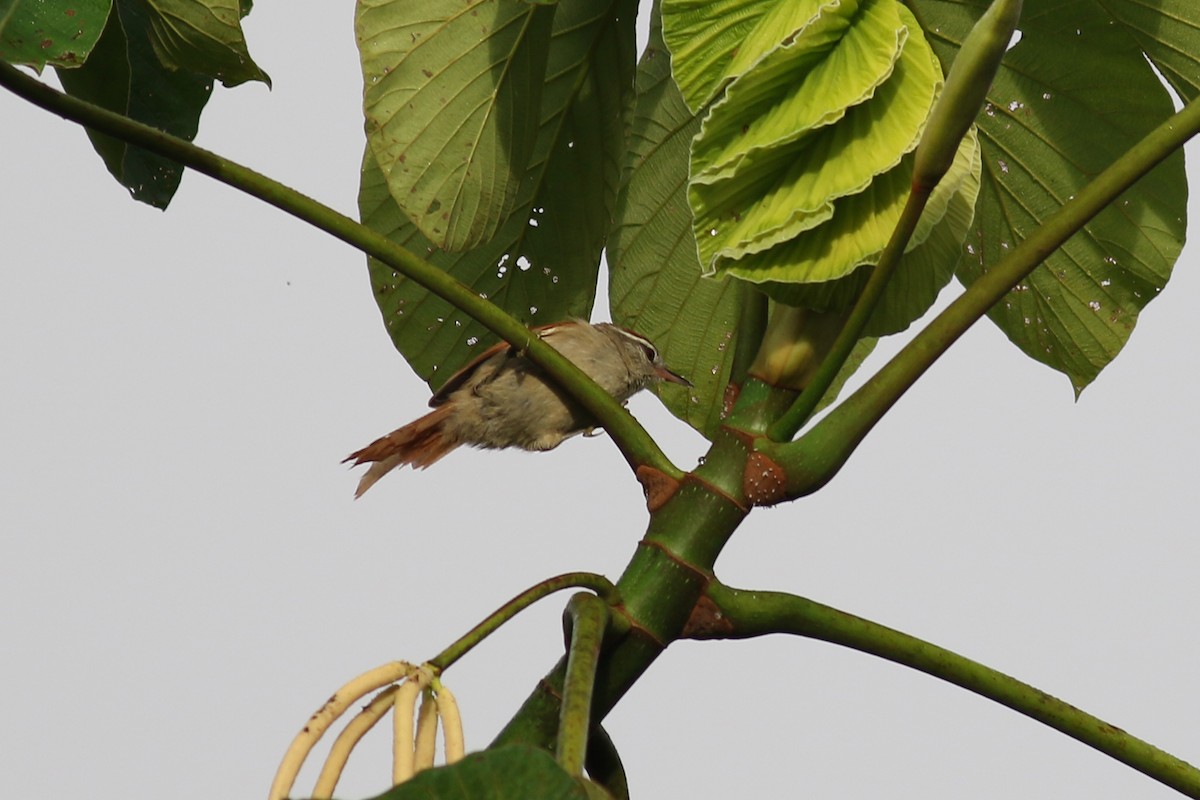 Pallid Spinetail - ML280346461