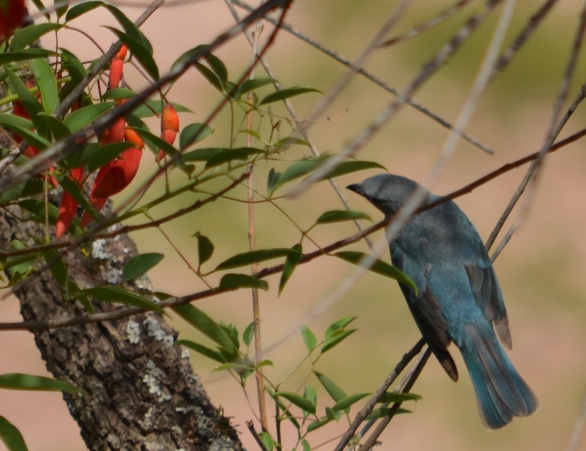 Sayaca Tanager - ML280346471