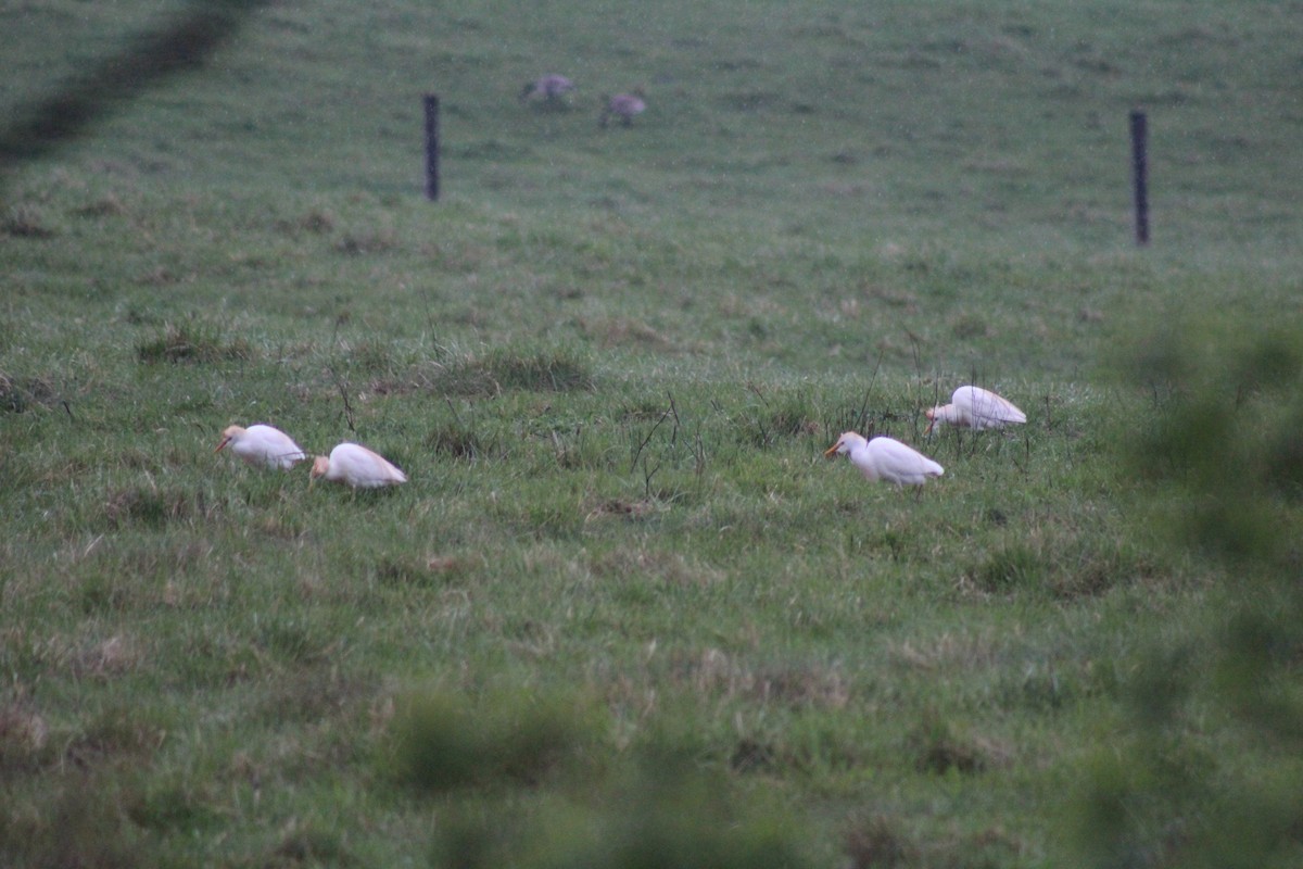 Western Cattle Egret - Ray Stocking