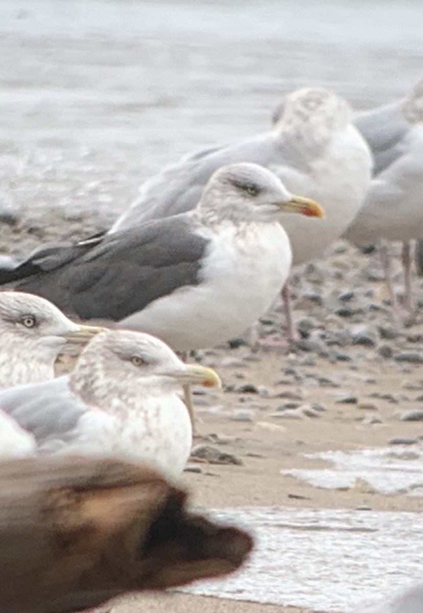 Lesser Black-backed Gull - ML280347571