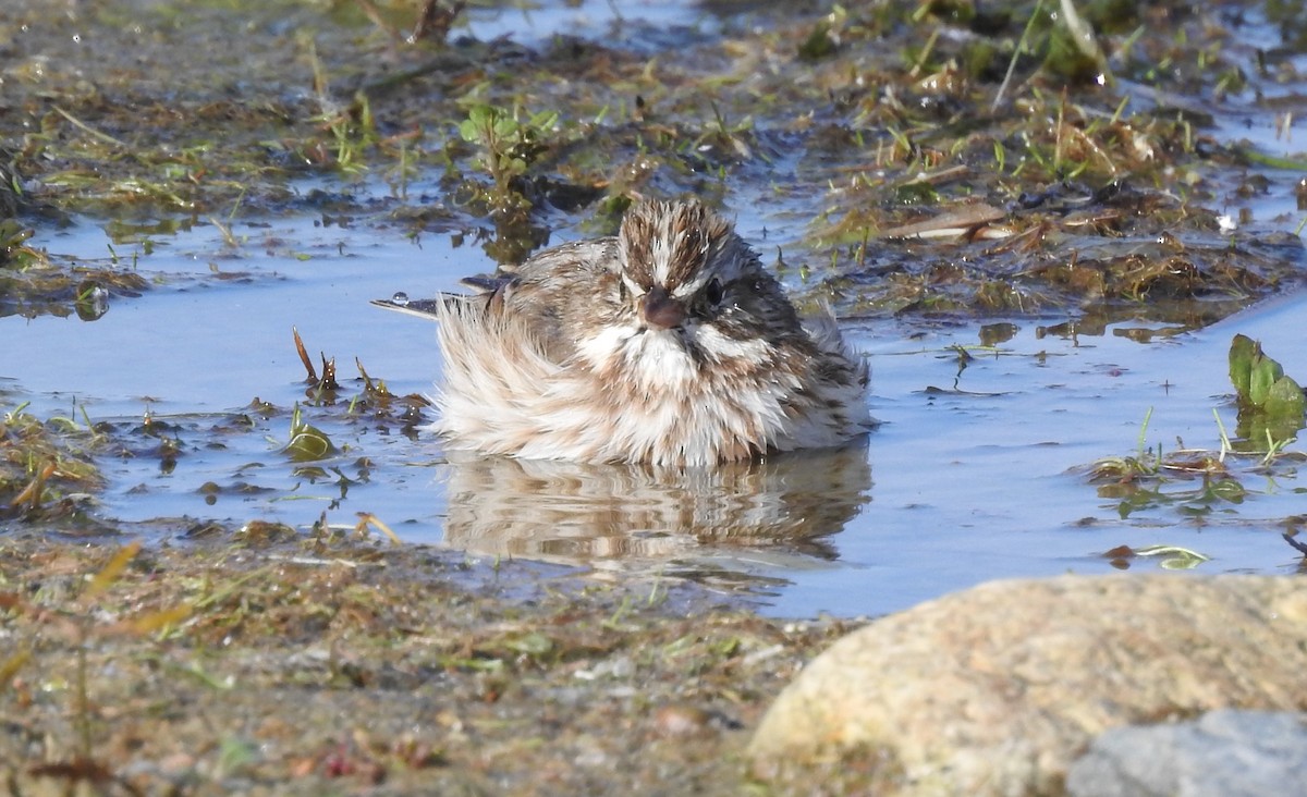 Song Sparrow - ML280347791