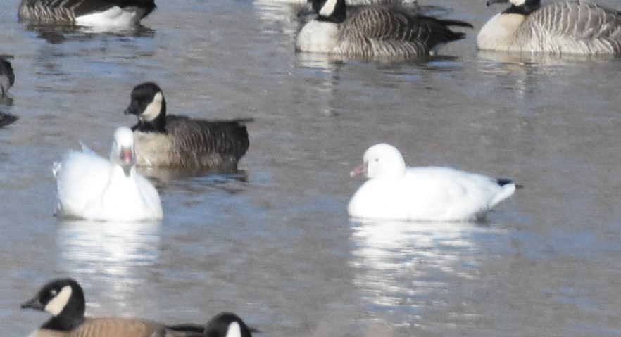 Ross's Goose - ML280348031