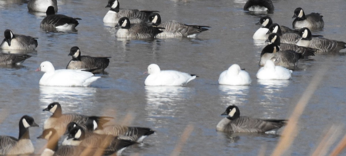 Ross's Goose - ML280348041