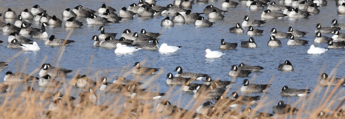 Ross's Goose - ML280348051