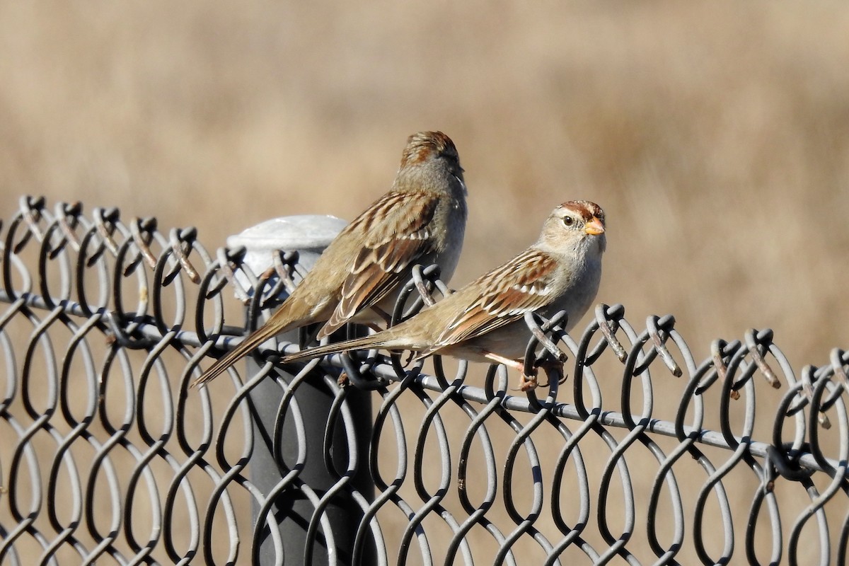 White-crowned Sparrow - ML280348341