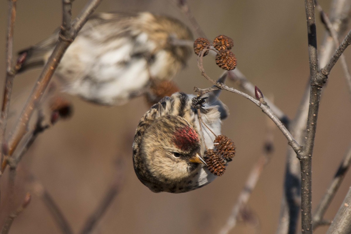 Common Redpoll - ML280349421