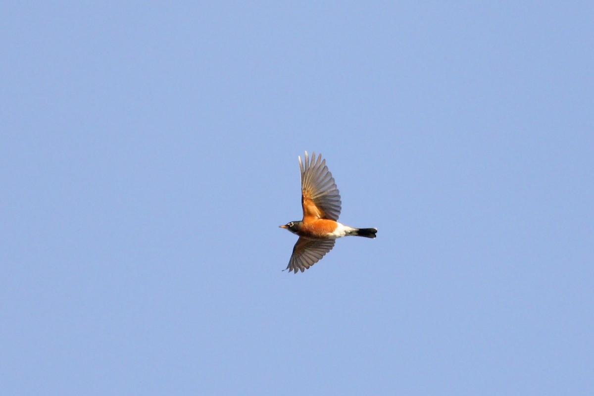 American Robin - ML280349451