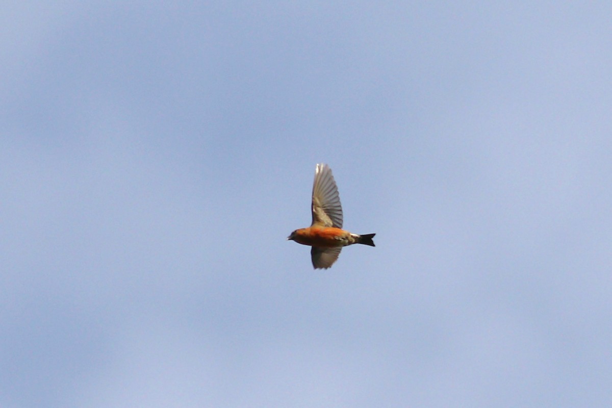 Red Crossbill (Northeastern or type 12) - ML280349721