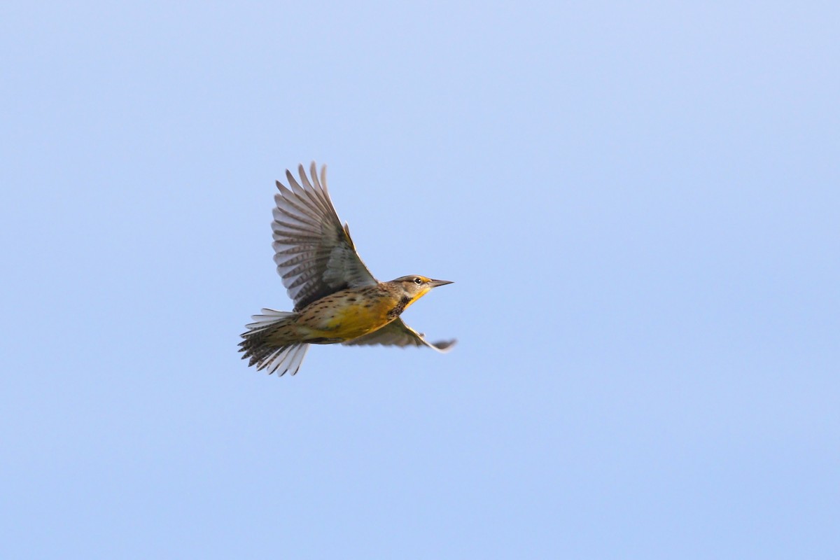 Eastern Meadowlark (Eastern) - ML280349931