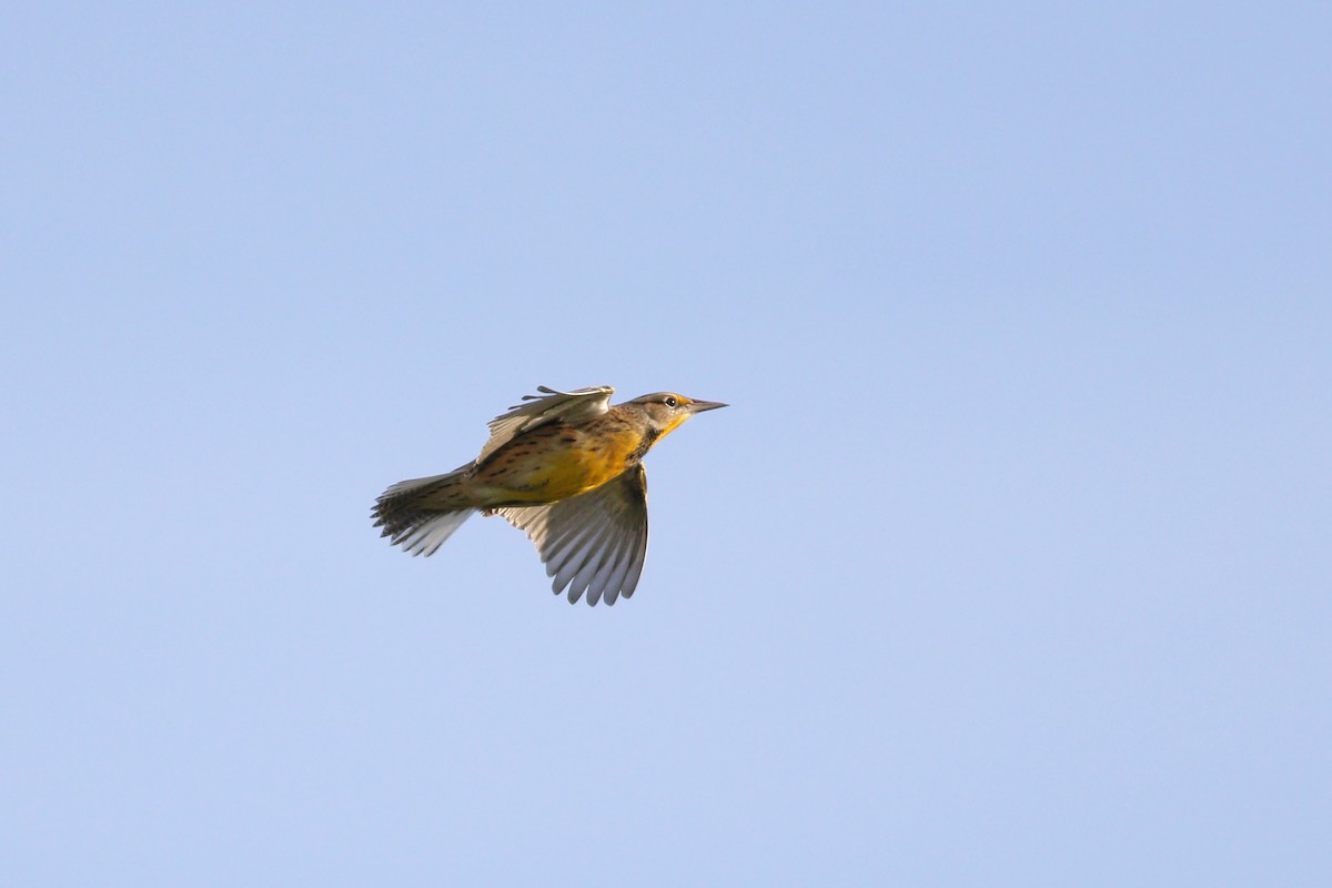 Eastern Meadowlark (Eastern) - ML280349951