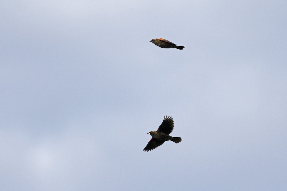 Red-winged Blackbird (Red-winged) - ML280349971