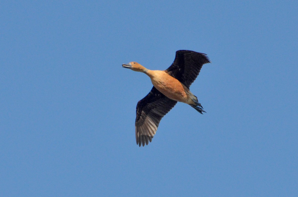 Fulvous Whistling-Duck - Pablo G. Fernández🦅