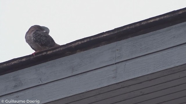 Rock Pigeon (Feral Pigeon) - ML280351191