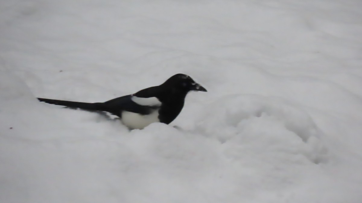 Mika iparramerikarra - ML280351341