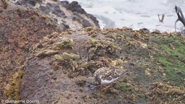 Ruddy Turnstone - ML280351531