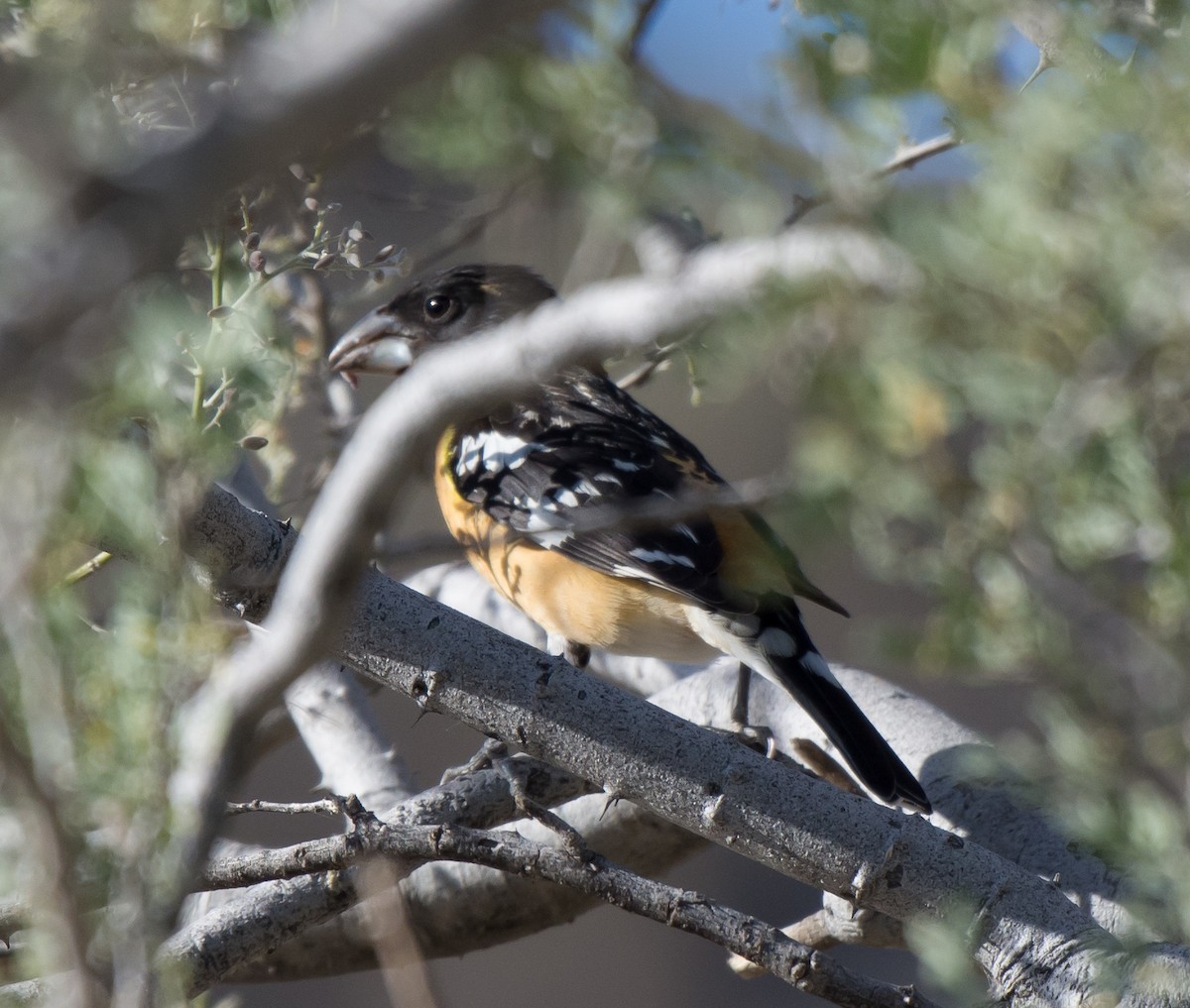 Black-headed Grosbeak - ML28035181