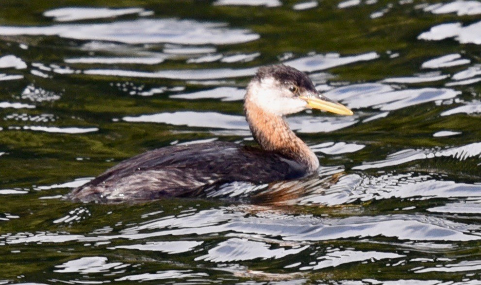 Red-necked Grebe - ML280355791