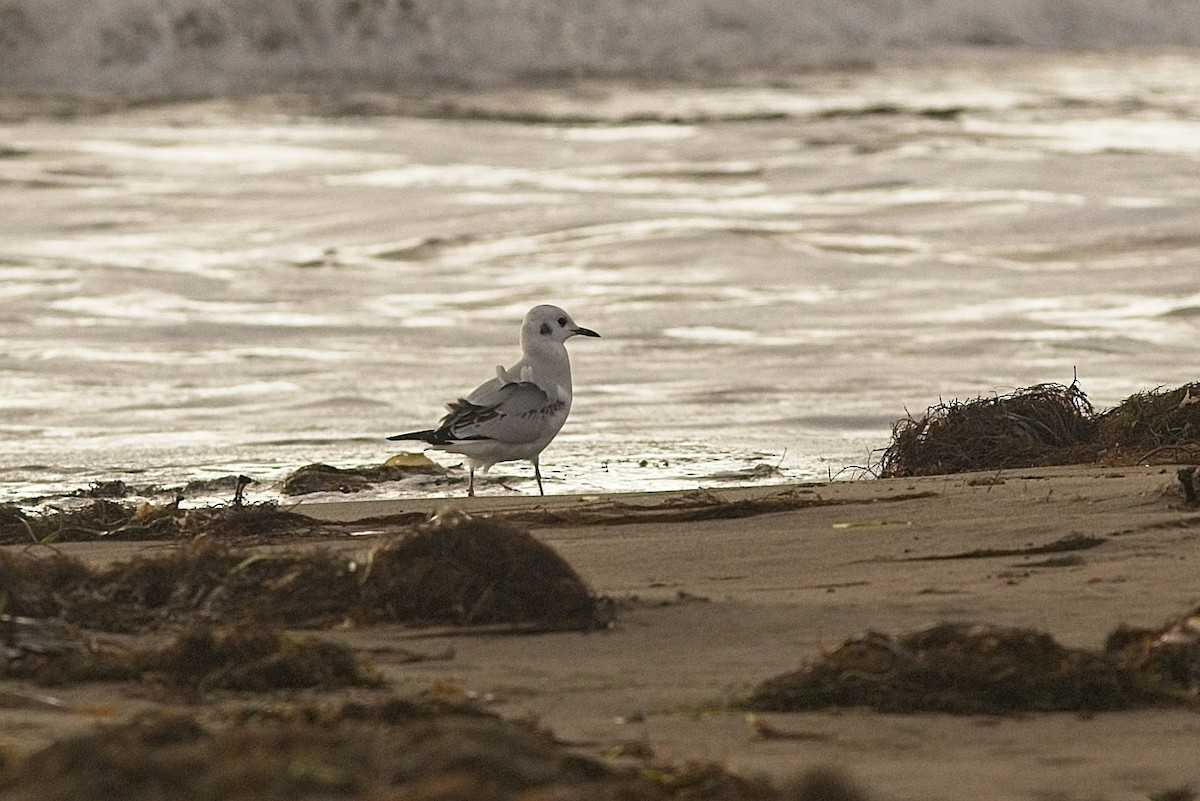 Bonaparte's Gull - ML280355811