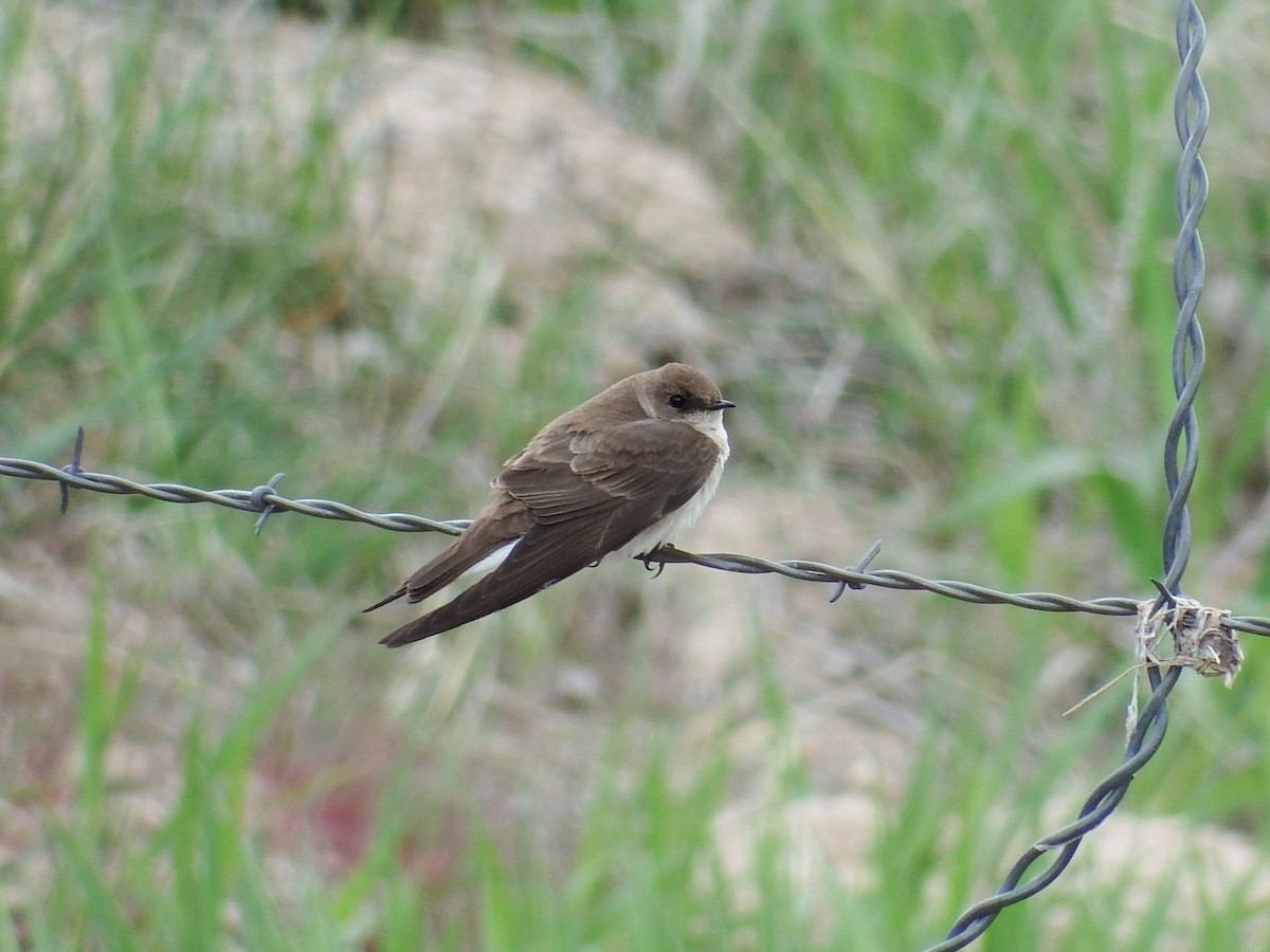 Bank Swallow - ML28035601