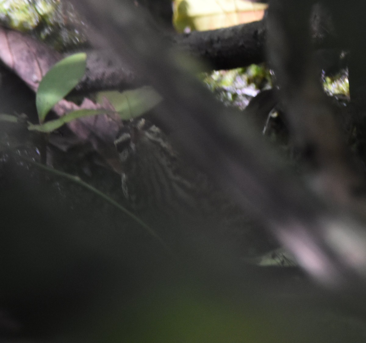 Northern Waterthrush - ML280356041