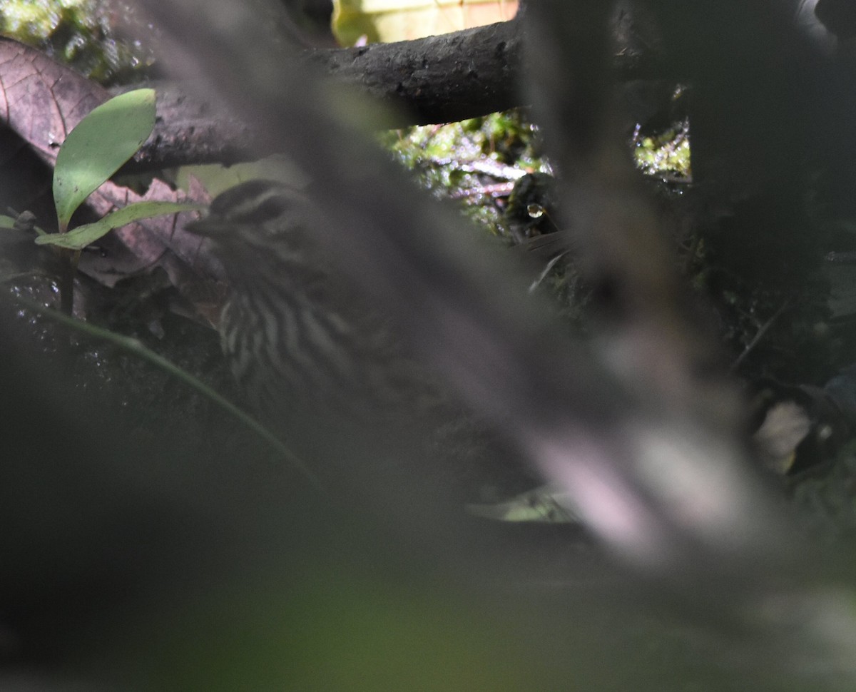 Northern Waterthrush - ML280356051