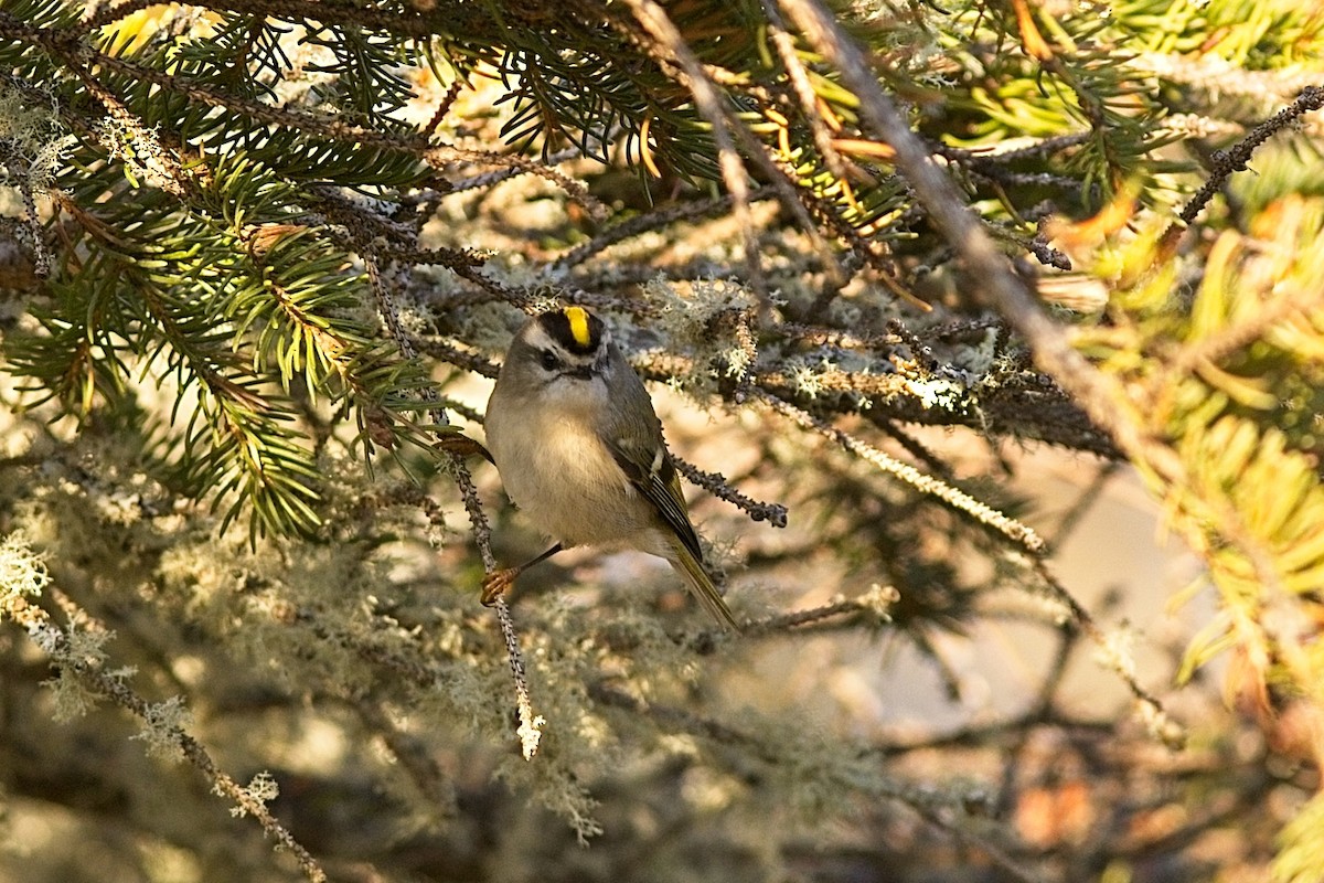 Golden-crowned Kinglet - ML280356101