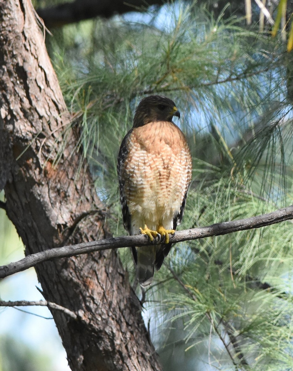 Red-shouldered Hawk - ML280356141