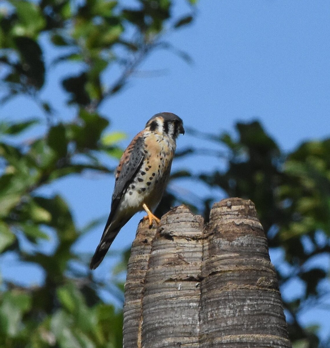 American Kestrel - ML280356241