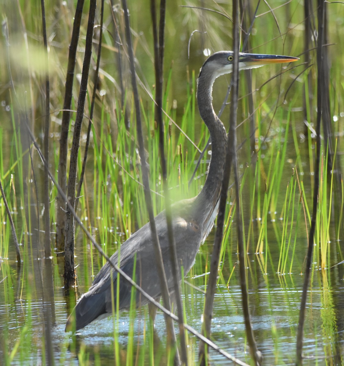 Great Blue Heron - ML280356261