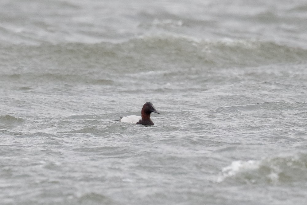 Canvasback - ML280356541